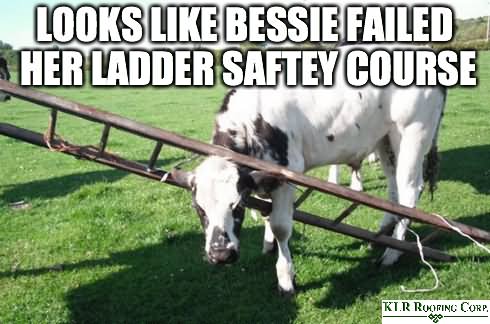 Looks Like Bessie Failed Her Ladder Safety Course Funny Cow Meme Image