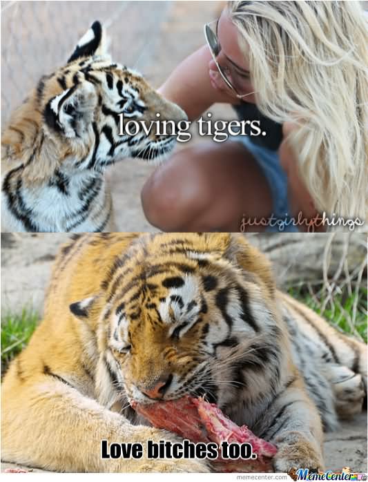 Loving Tigers Love Bitches Too Funny Meme Image