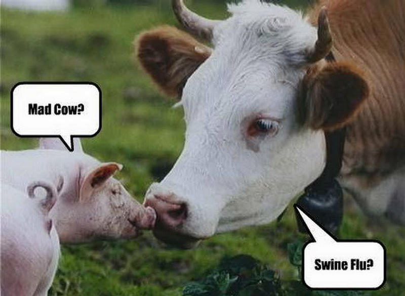 Mad Cow Swine Flu Funny Meme Photo