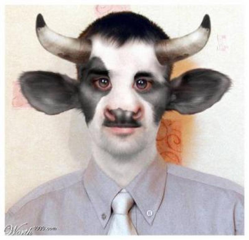 Man Cow Face Funny Photoshop Image For Facebook