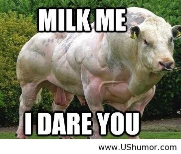 Milk Me I Dare You Funny Cow Meme Photo
