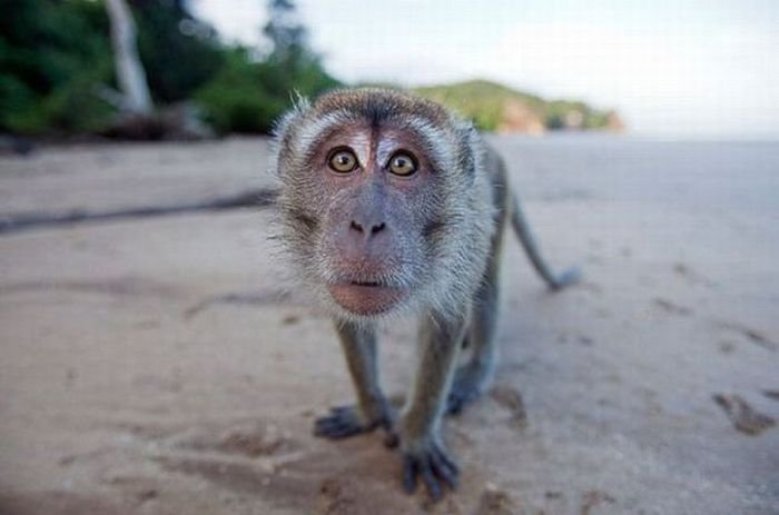 Monkey 3D Closeup Face Funny Picture