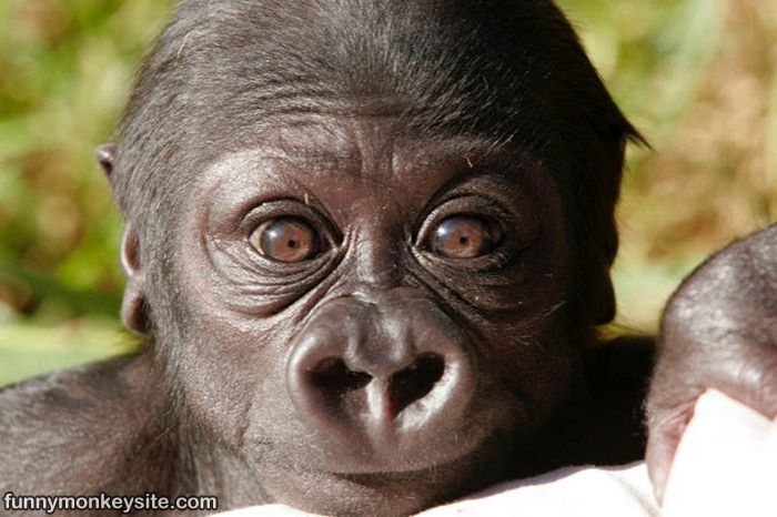Monkey Closeup Face Funny Image