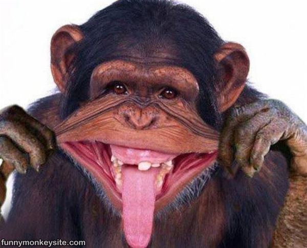 Monkey Making Funny Face
