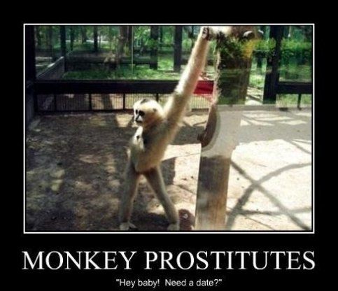 Monkey Prostitutes Funny Monkey Meme Picture