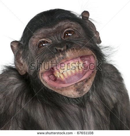 Monkey Showing Teeth Funny Face Image