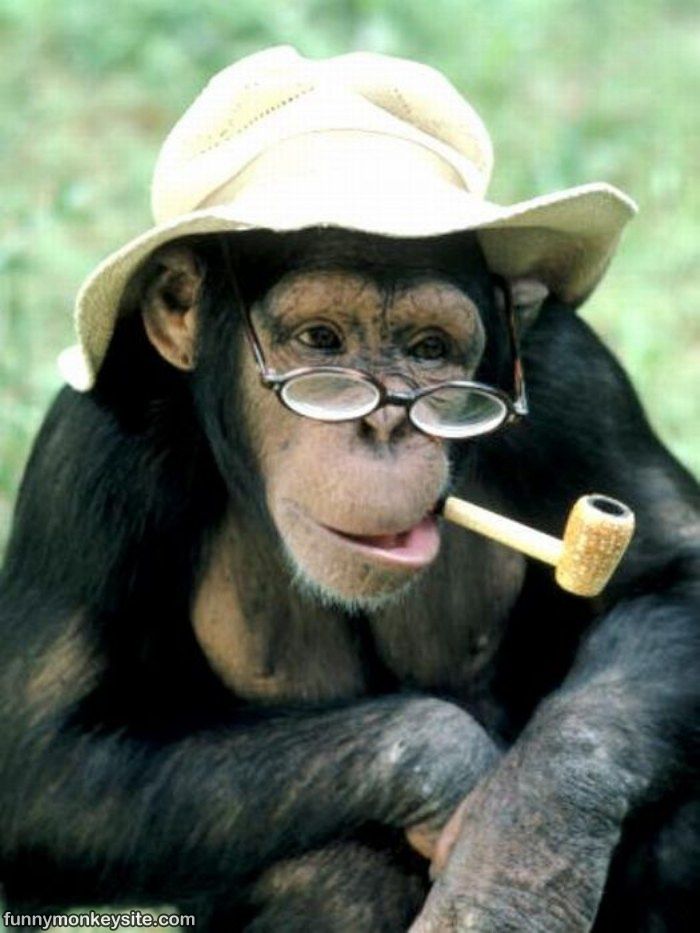 Monkey Smoking Face Funny Picture For Whatsapp