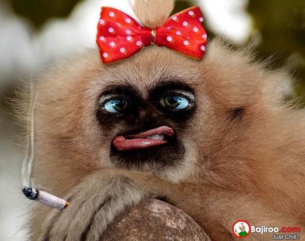 Monkey With Red Bow And Cigarette Funny Face Picture