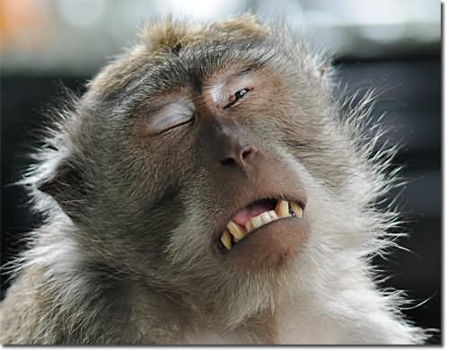 Monkey With Sadness Face Funny Image