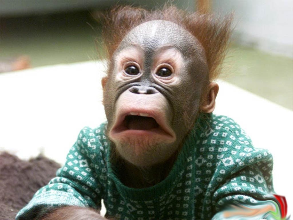 Monkey With Shocking Face Funny Image