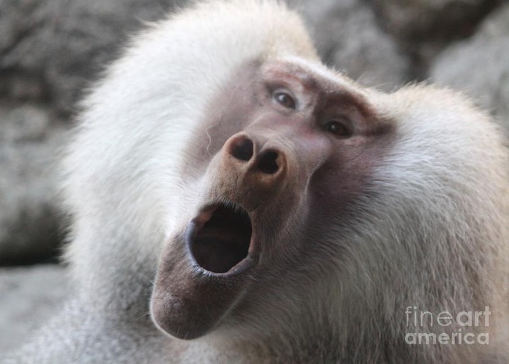 Monkey Yawning Face Funny Picture