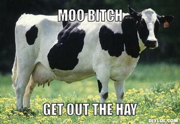 Moo Bitch Get Out The Hay Funny Cow Meme Picture