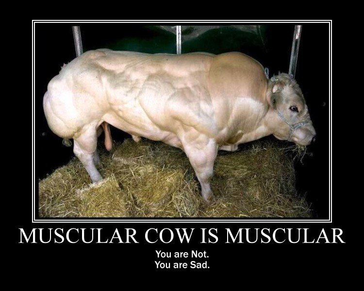 Muscular Cow Is Muscular Funny Meme Poster