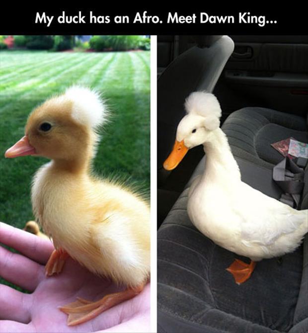 My Duck Has An Arfo Meet Down King Funny Meme Image
