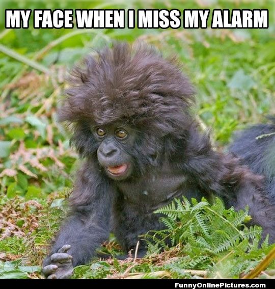 My Face When I Miss My Alarm Funny Monkey Meme Image