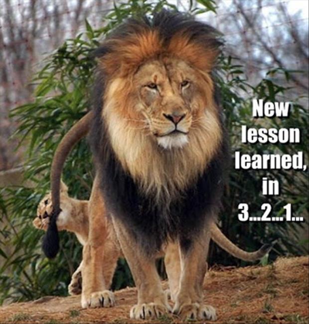 New Lesson Learned In 3...2...1...Funny Lion Meme Picture