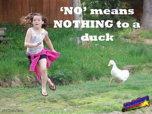 No Means Nothing To A Duck Funny Meme Picture For Facebook