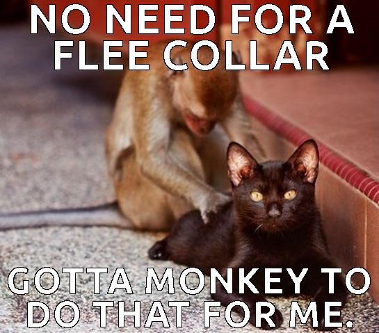 No Need For Flee Collar Funny Monkey Meme Picture