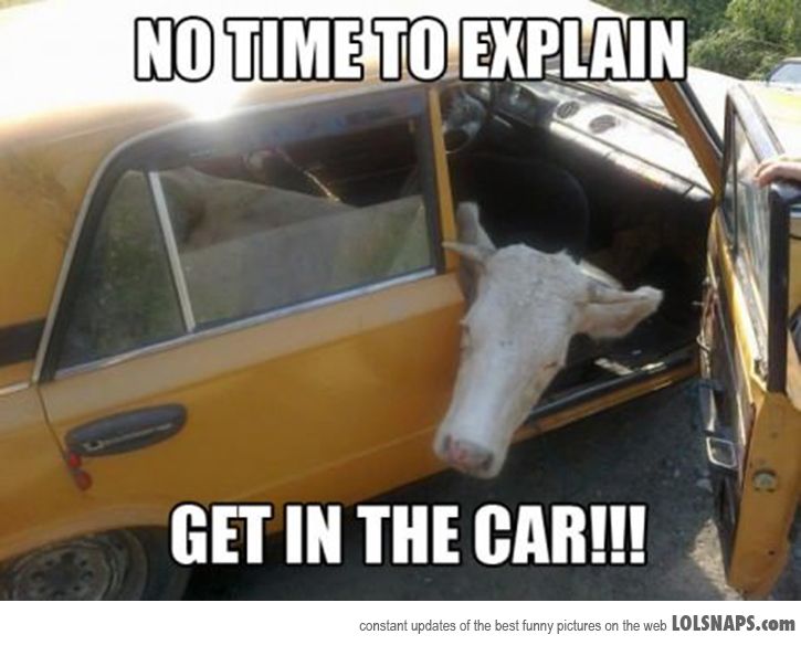 No Time To Explain Get In The Car Funny Cow Meme Picture