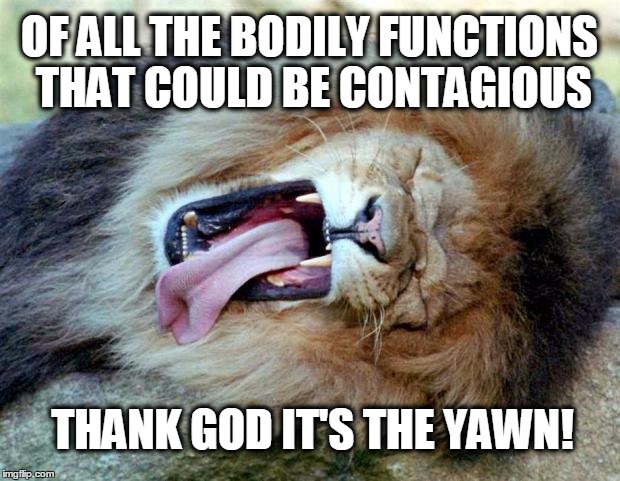 Of All The Bodily Functions That Contagious Funny Lion Meme Photo