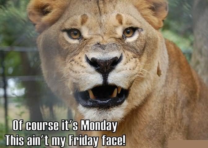 Of Course It's Monday This Ain't My Friday Face Funny Lion Meme Picture