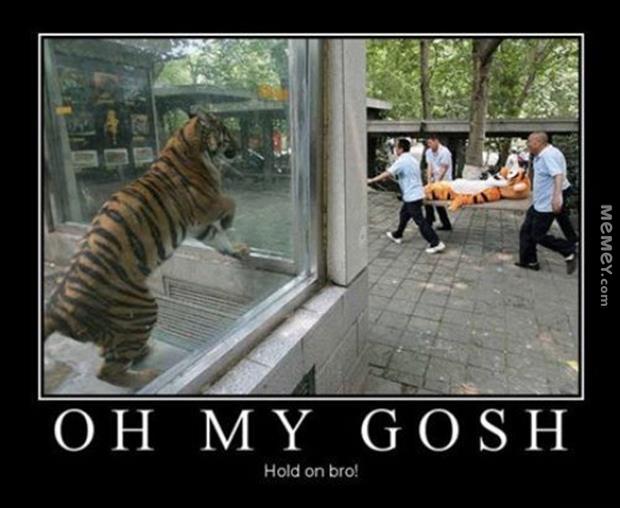 Oh My Gosh Hold On Bro Funny Tiger Meme Poster