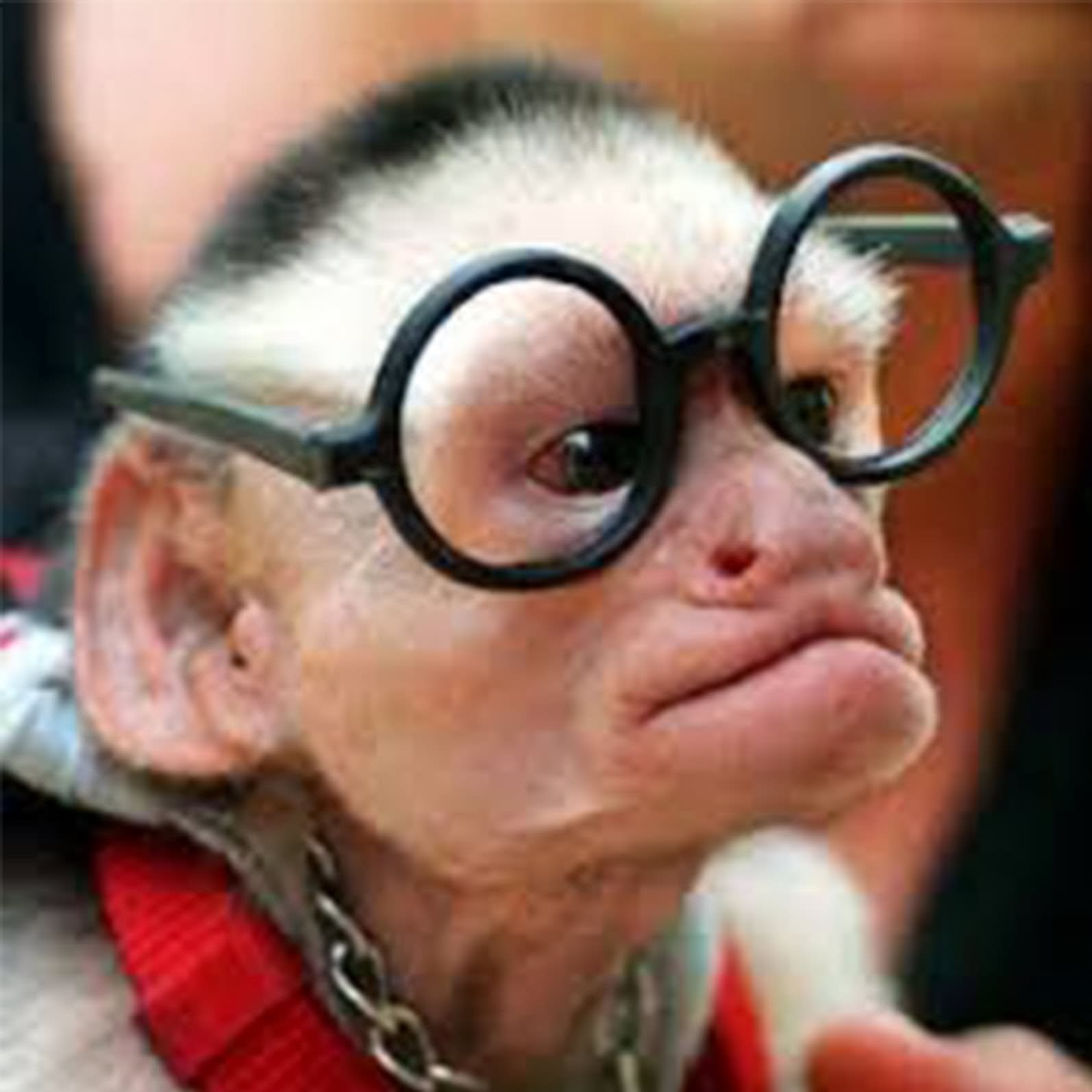 Old Monkey With Eyeglasses Funny Face Image