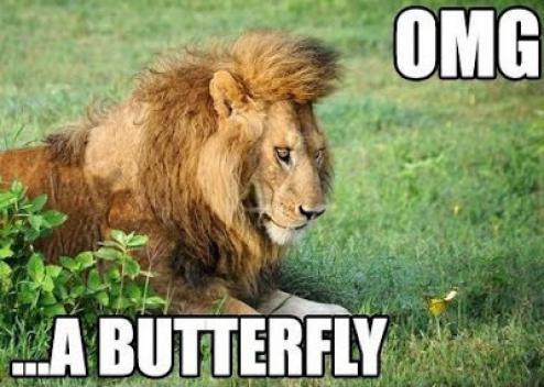 Omg A Butterfly Funny Lion Meme Picture