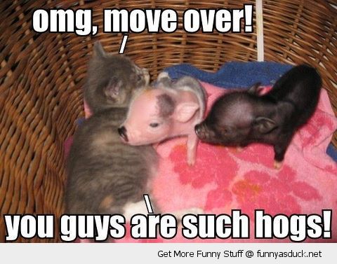 Omg Move Over You Guys Are Such Hogs Funny Pig Meme