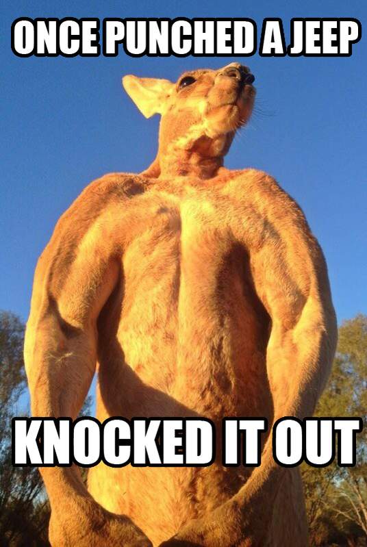 Once Punched A Jeep Knocked It Out Funny Kangaroo Meme Picture