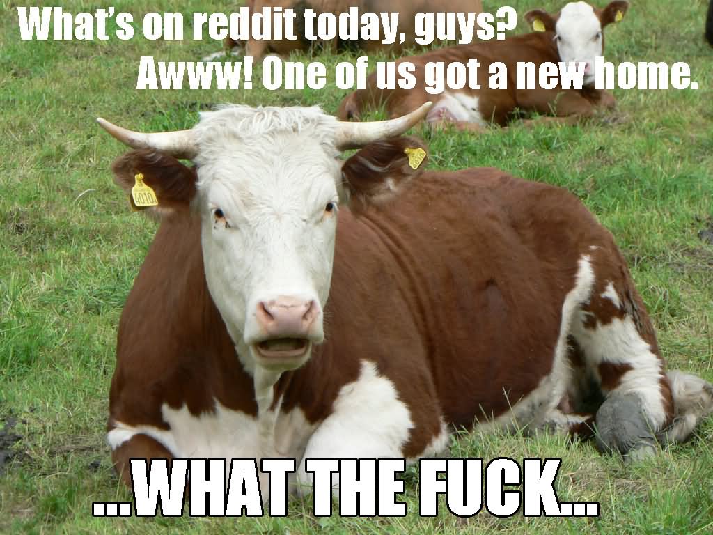 One Of Us Got A New Home Funny Cow Meme Image