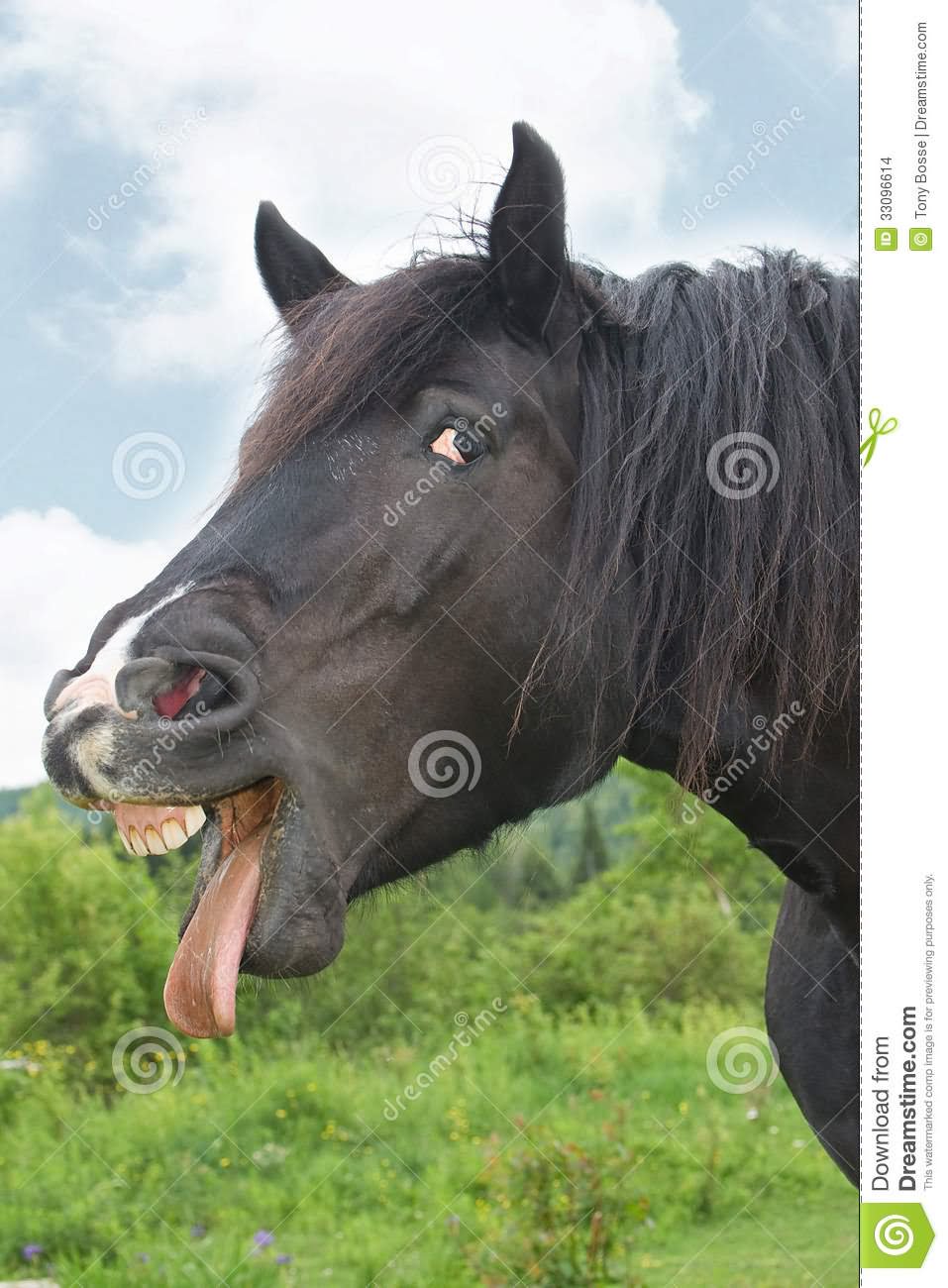 Percheron Draft Horse Making A Funny Face