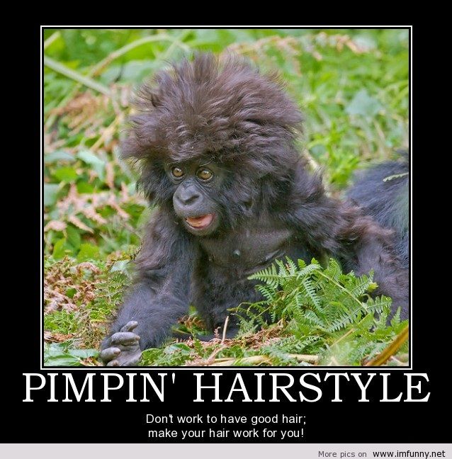 Pimpin Hairstyle Funny Monkey Meme Picture