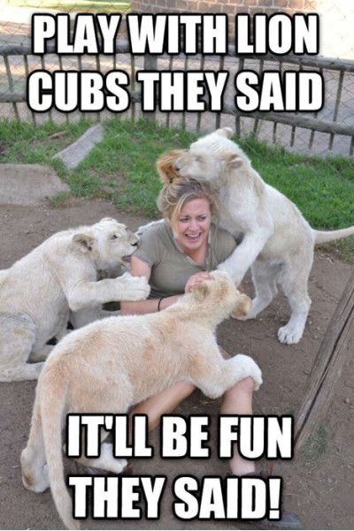 Play With Lion Cubs They Said It'll Be Fun They Said Funny Lion Meme Picture