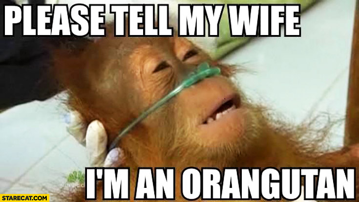 Please Tell My Wife I Am Orangutan Funny Monkey Meme Picture For Whatsapp