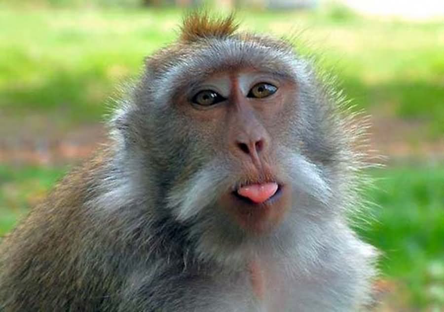 Pouting Face Funny Monkey Image