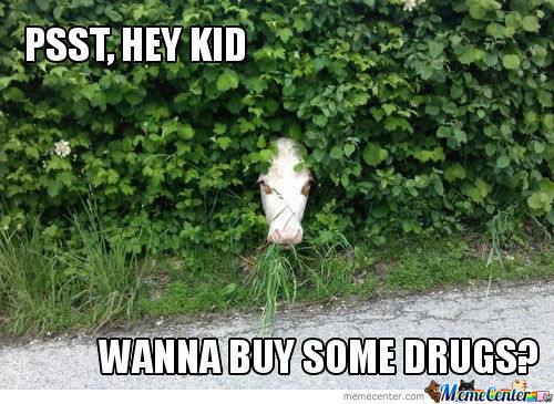 Psst Hey Kid Wanna Buy Some Drugs Funny Cow Meme Picture