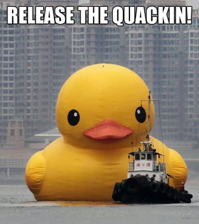 Release The Quackin Funny Duck Meme Image