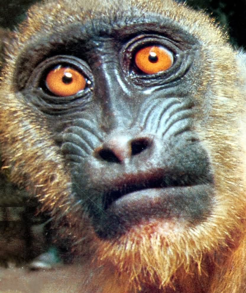Sad Face Monkey Very Closeup Funny Picture