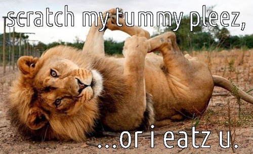 Scratch My Tummy Pleez Or I Eatz U Funny Lion Meme Photo