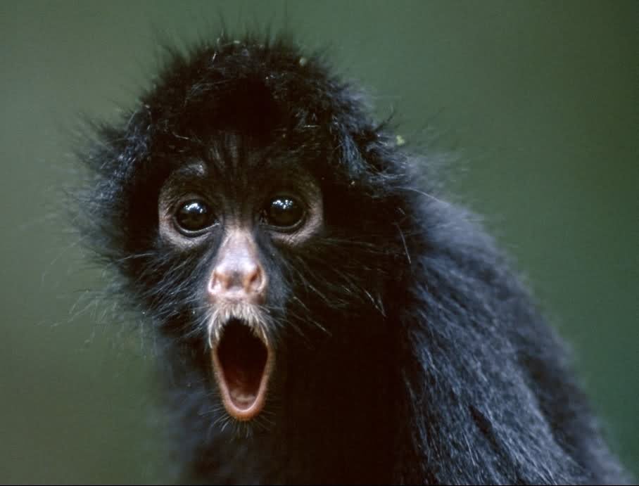 Shocking Face Monkey Funny Image