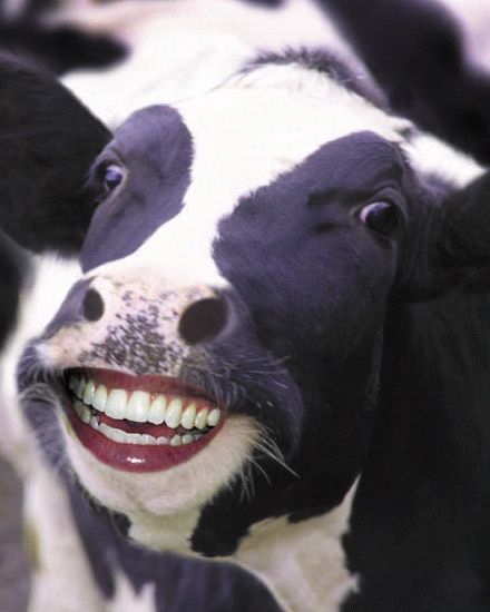 Smiling Face Cow Funny Picture