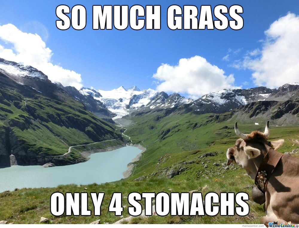 So Much Grass Only 4 Stomachs Funny Cow Meme Image
