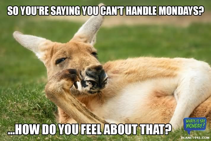 So You Are Saying You Can't Handle Mondays Funny Kangaroo Meme Picture