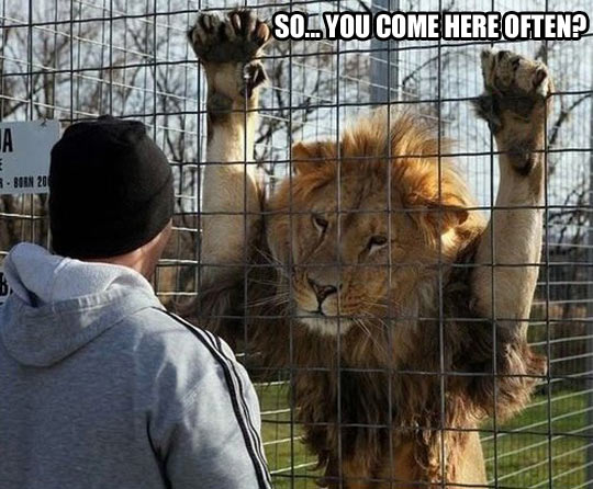 So You Come Here Often Funny Lion Meme Picture