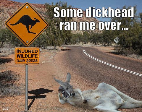 Some Dickhead Ran Me Over Funny Kangaroo Meme Photo For Whatsapp