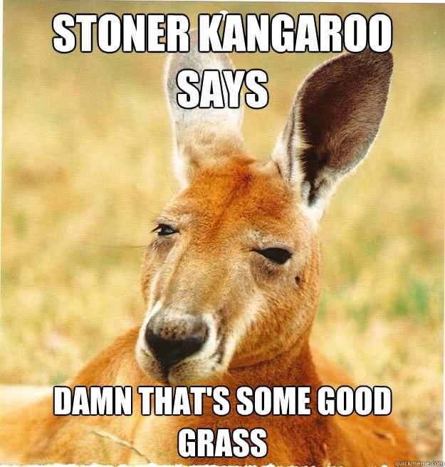 Stoner Kangaroo Says Damn That's Some Good Grass Funny Meme Picture