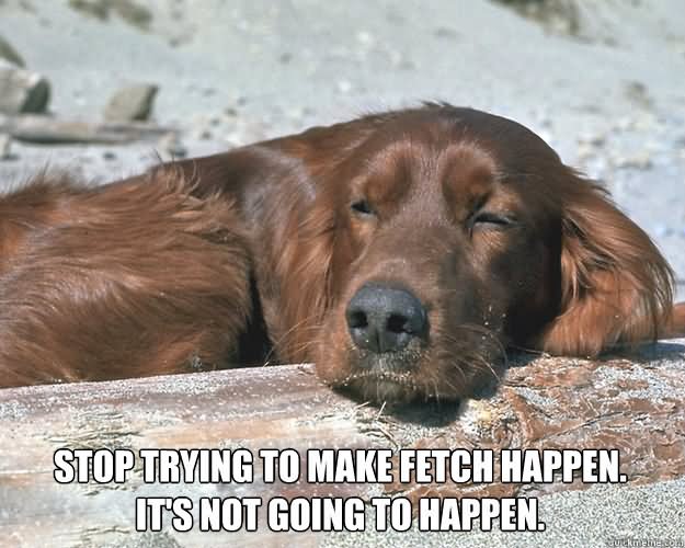 Stop Trying To Make Fetch Happen It's Not Going To Happen Funny lazy Meme Image