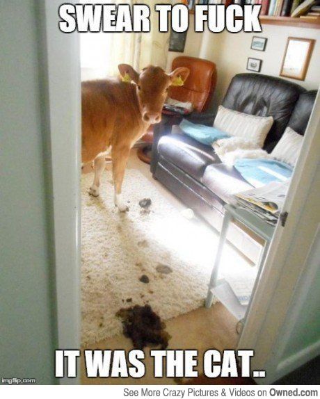 Swear To Fuck it Was The Cat Funny Cow Meme Picture