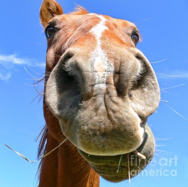 Sweet Smiley Horse Face Funny Photo